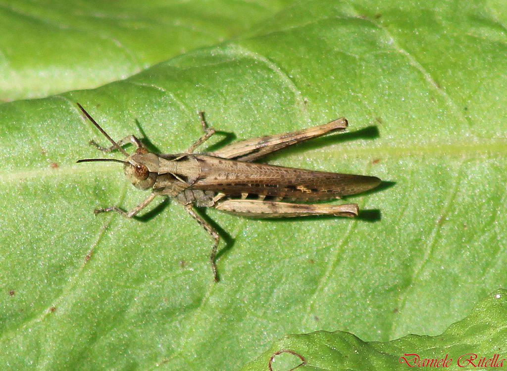 Chorthippus sp.